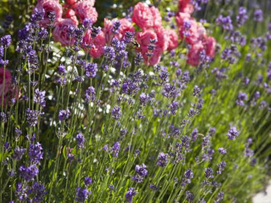 Lavendel mit Rosen