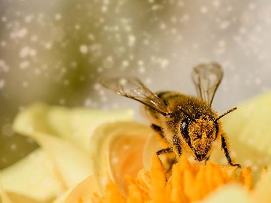 Biene Blütenstaub