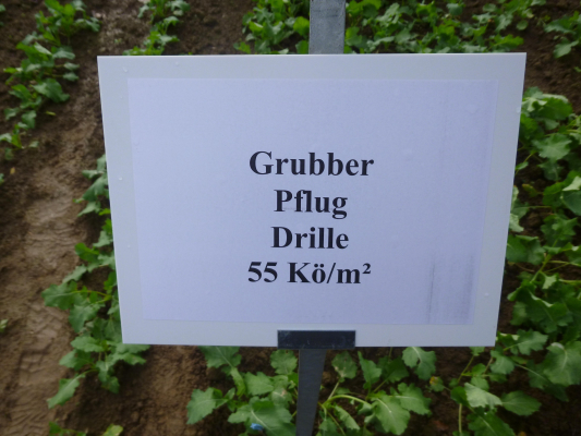 Raps Herbst - Grubber Pflug Drille Versuchsschild