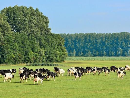 Kuhherde Wiese Kuhherde Wiese