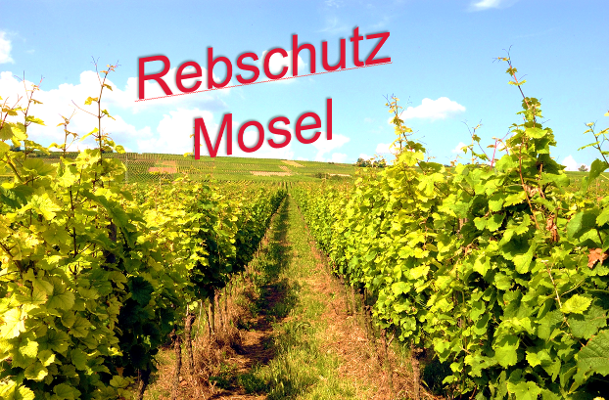 Rebschutz Mosel Rebschutz Mosel