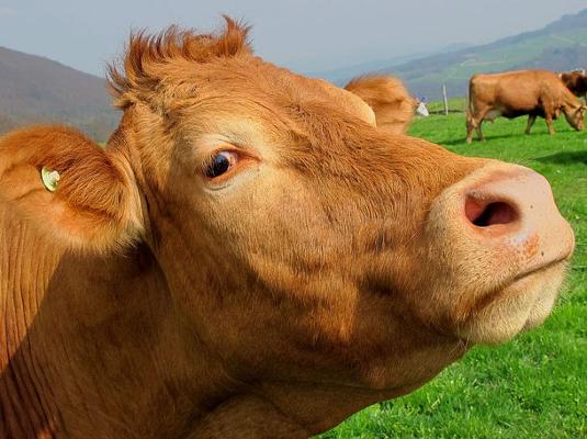 Mutterkuh Limousin Kopf