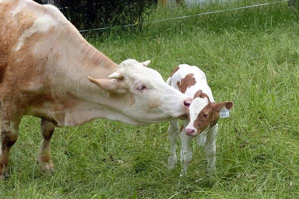 Mutterkuhhaltung Kuh mir Kalb Mutterkuhhaltung Kuh mir Kalb