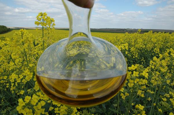 Rapsöl Karaffe vor Rapsblüten