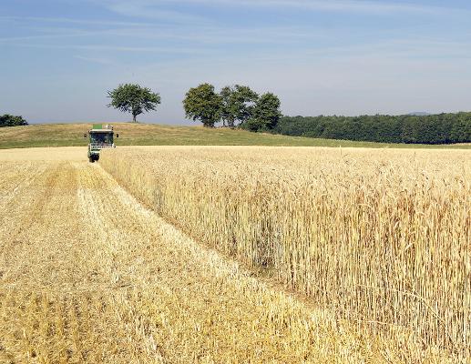 Versuchsfeld Ernte