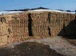 Die Maissilage sollte max. 30 % TS aufweisen, auf gute Verdichtung und genuegend Vorschub ist zu achten